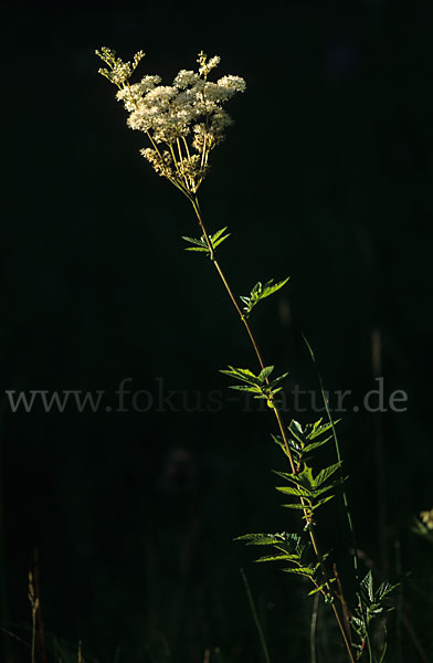 Echtes Mädesüß (Filipendula ulmaria)