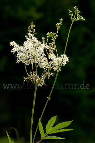 Echtes Mädesüß (Filipendula ulmaria)