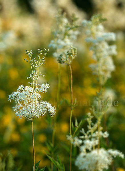 Echtes Mädesüß (Filipendula ulmaria)