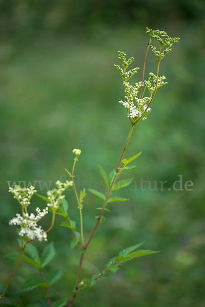 Echtes Mädesüß (Filipendula ulmaria)