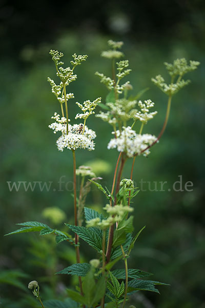 Echtes Mädesüß (Filipendula ulmaria)