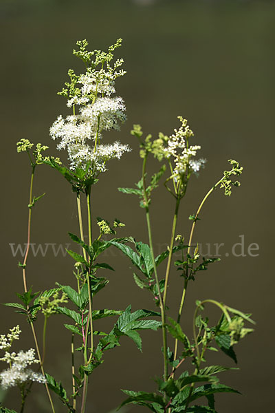 Echtes Mädesüß (Filipendula ulmaria)