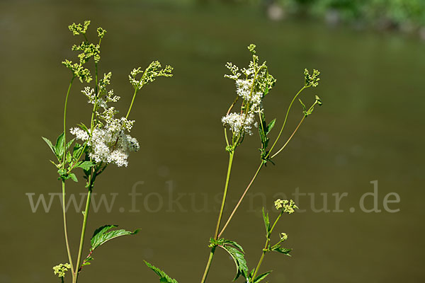 Echtes Mädesüß (Filipendula ulmaria)