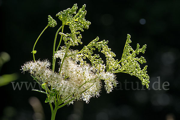 Echtes Mädesüß (Filipendula ulmaria)