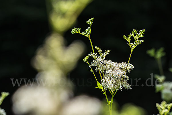 Echtes Mädesüß (Filipendula ulmaria)