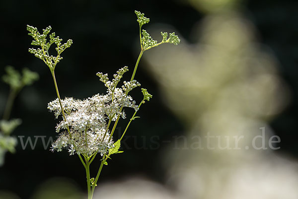 Echtes Mädesüß (Filipendula ulmaria)