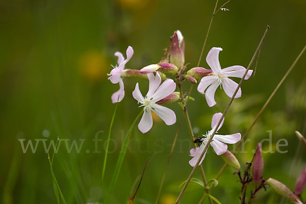 Echtes Seifenkraut (Saponaria officinalis)