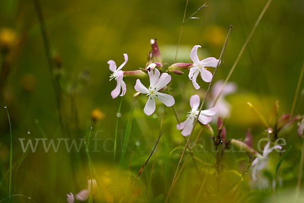 Echtes Seifenkraut (Saponaria officinalis)