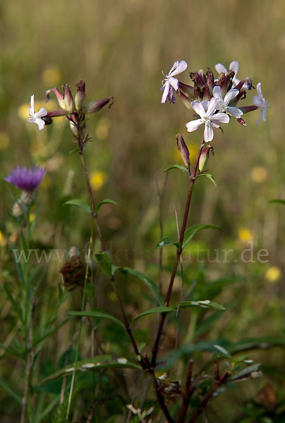 Echtes Seifenkraut (Saponaria officinalis)