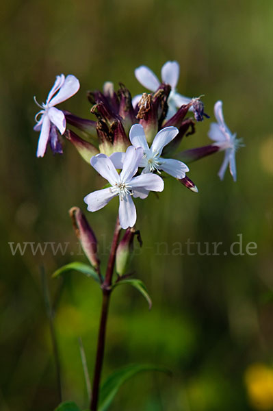 Echtes Seifenkraut (Saponaria officinalis)