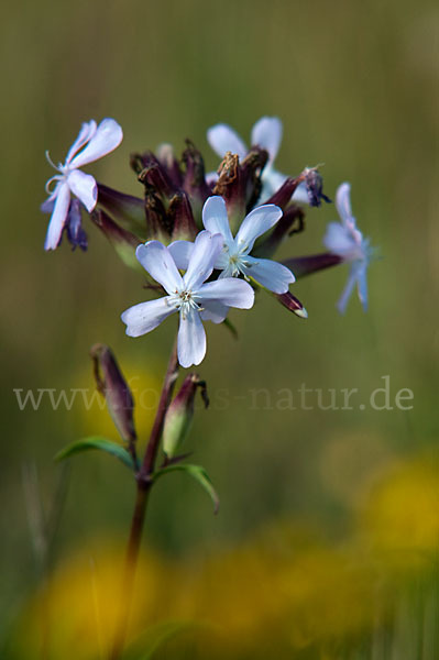 Echtes Seifenkraut (Saponaria officinalis)