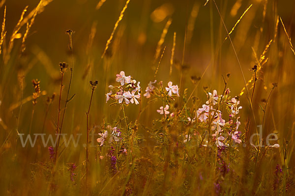 Echtes Seifenkraut (Saponaria officinalis)