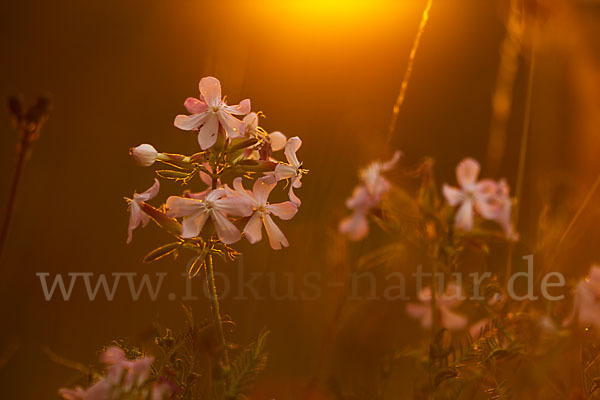 Echtes Seifenkraut (Saponaria officinalis)