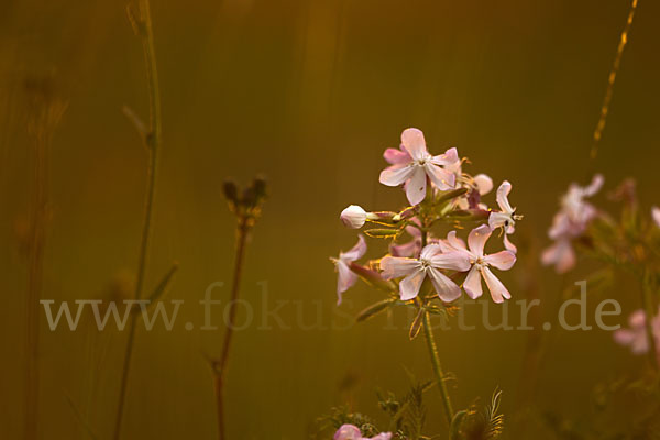 Echtes Seifenkraut (Saponaria officinalis)