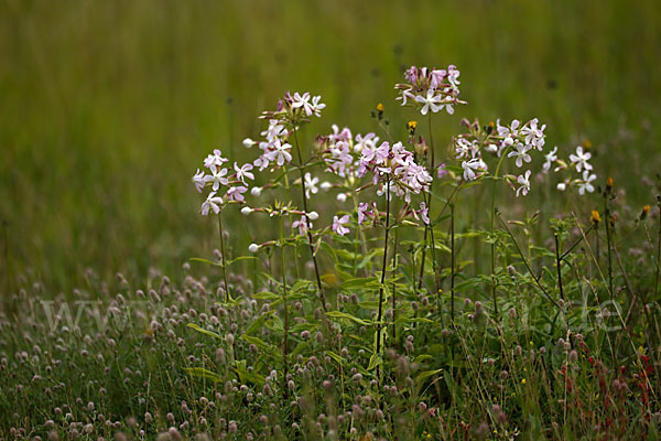 Echtes Seifenkraut (Saponaria officinalis)