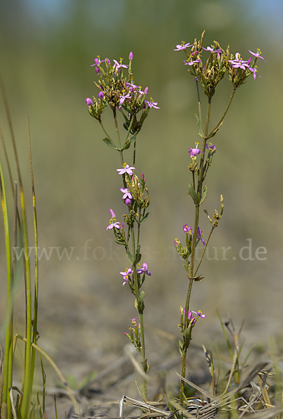 Echtes Tausendgüldenkraut (Centaurium erythraea)