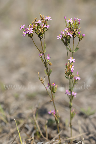 Echtes Tausendgüldenkraut (Centaurium erythraea)