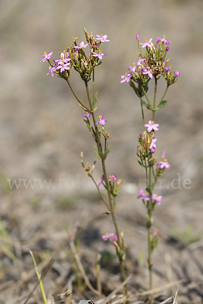 Echtes Tausendgüldenkraut (Centaurium erythraea)