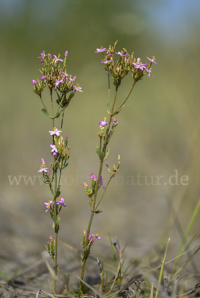 Echtes Tausendgüldenkraut (Centaurium erythraea)