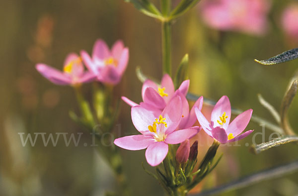 Echtes Tausendgüldenkraut (Centaurium erythraea)