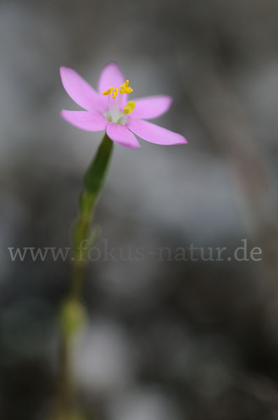 Echtes Tausendgüldenkraut (Centaurium erythraea)