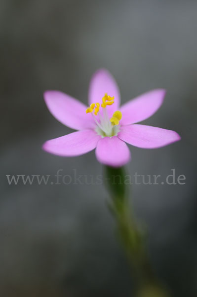 Echtes Tausendgüldenkraut (Centaurium erythraea)