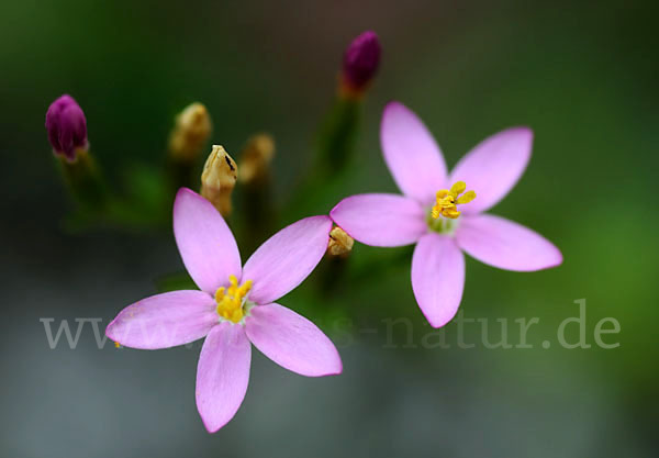 Echtes Tausendgüldenkraut (Centaurium erythraea)