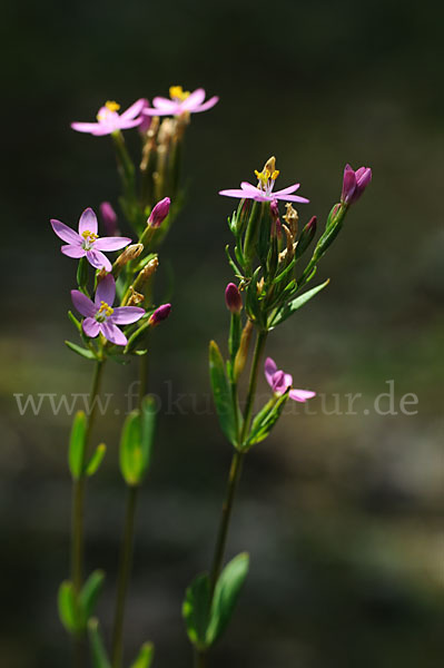 Echtes Tausendgüldenkraut (Centaurium erythraea)