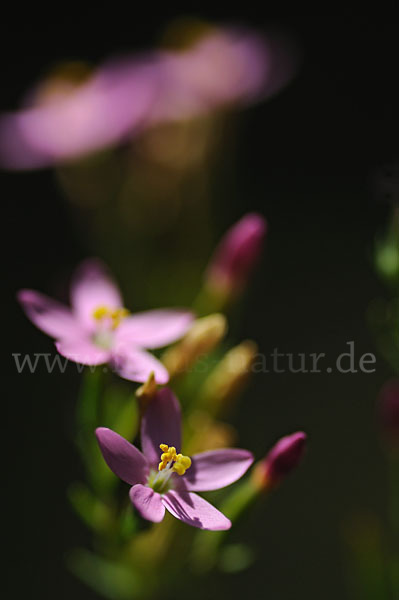 Echtes Tausendgüldenkraut (Centaurium erythraea)