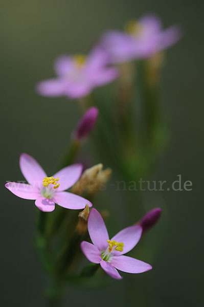 Echtes Tausendgüldenkraut (Centaurium erythraea)