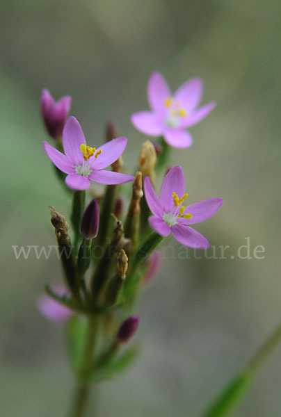 Echtes Tausendgüldenkraut (Centaurium erythraea)