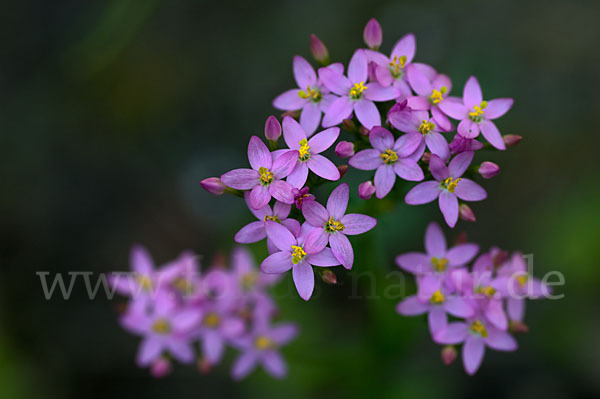 Echtes Tausendgüldenkraut (Centaurium erythraea)