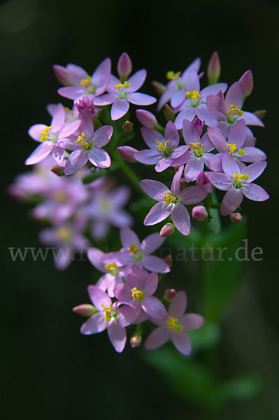 Echtes Tausendgüldenkraut (Centaurium erythraea)