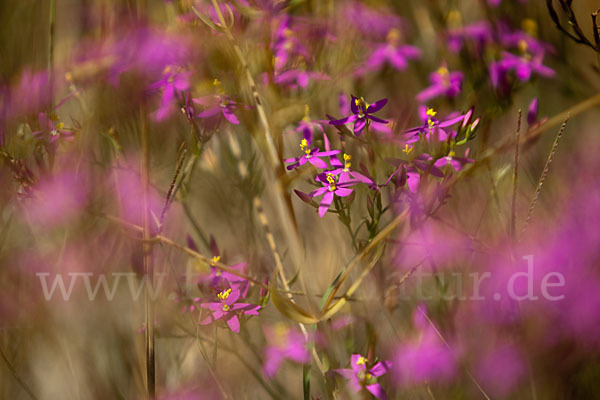 Echtes Tausendgüldenkraut (Centaurium erythraea)