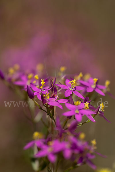 Echtes Tausendgüldenkraut (Centaurium erythraea)