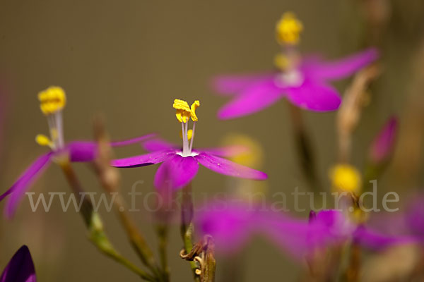 Echtes Tausendgüldenkraut (Centaurium erythraea)