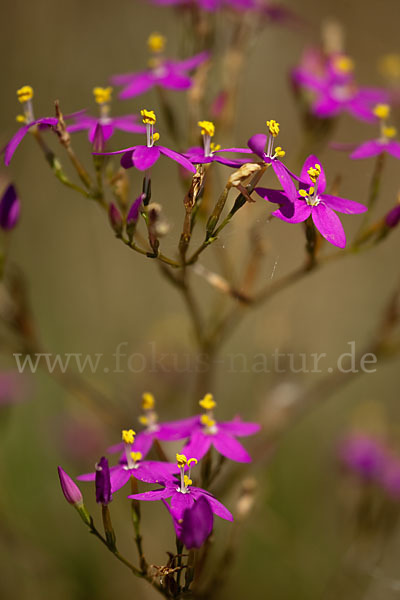 Echtes Tausendgüldenkraut (Centaurium erythraea)