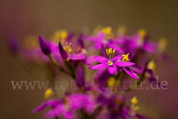 Echtes Tausendgüldenkraut (Centaurium erythraea)