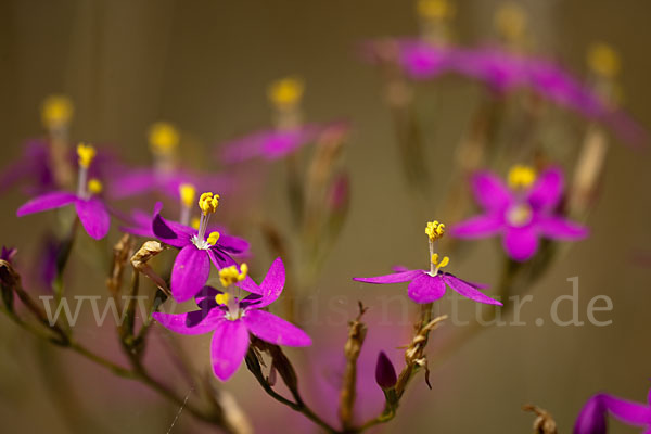 Echtes Tausendgüldenkraut (Centaurium erythraea)