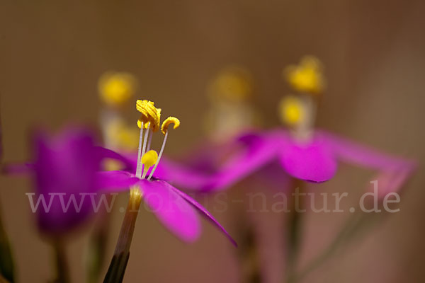 Echtes Tausendgüldenkraut (Centaurium erythraea)