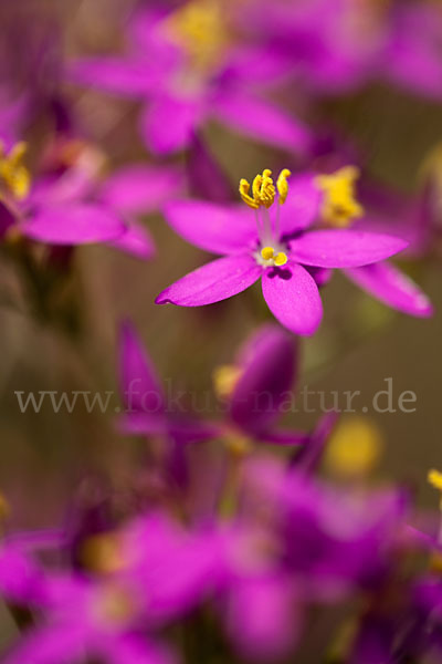 Echtes Tausendgüldenkraut (Centaurium erythraea)