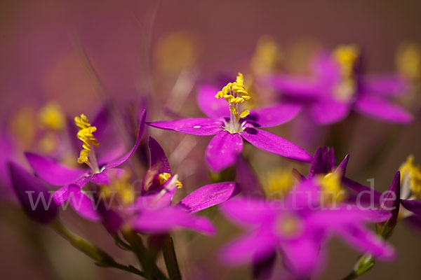 Echtes Tausendgüldenkraut (Centaurium erythraea)