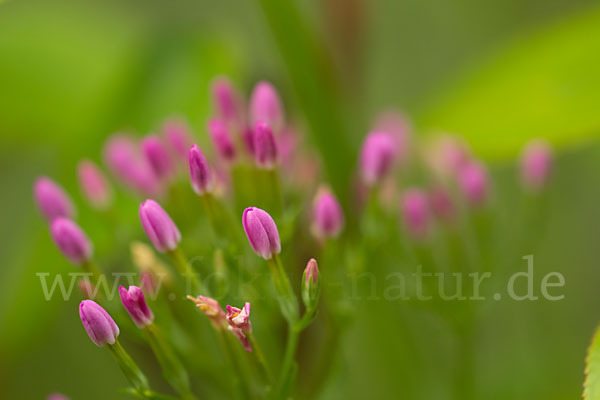 Echtes Tausendgüldenkraut (Centaurium erythraea)