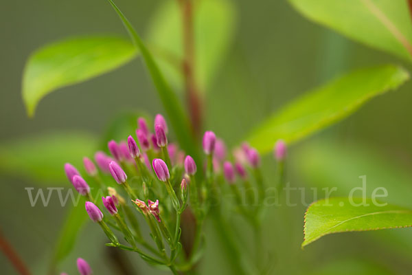 Echtes Tausendgüldenkraut (Centaurium erythraea)