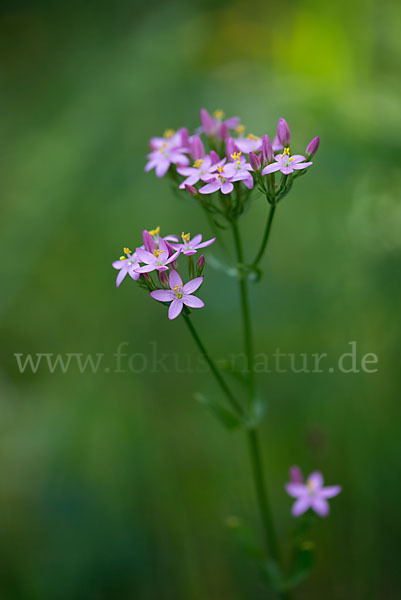 Echtes Tausendgüldenkraut (Centaurium erythraea)