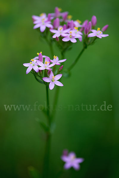 Echtes Tausendgüldenkraut (Centaurium erythraea)