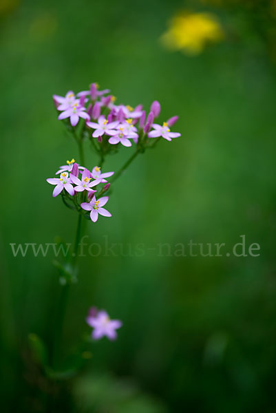 Echtes Tausendgüldenkraut (Centaurium erythraea)