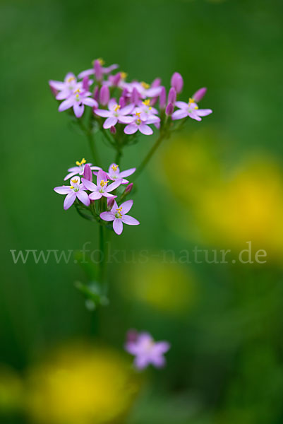 Echtes Tausendgüldenkraut (Centaurium erythraea)