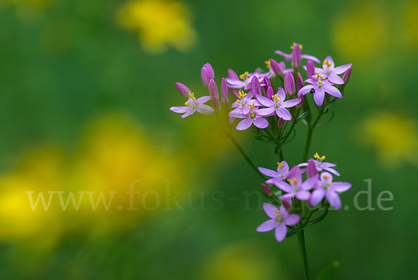 Echtes Tausendgüldenkraut (Centaurium erythraea)