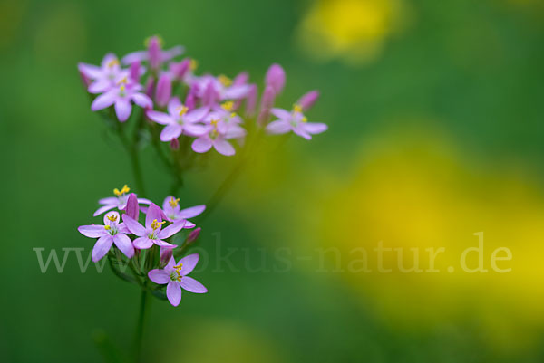 Echtes Tausendgüldenkraut (Centaurium erythraea)